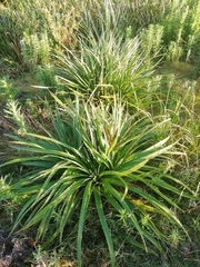 Eryngium eburneum