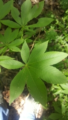 Aesculus glabra arguta
