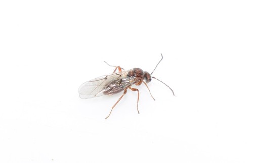 Pea Gall Wasp