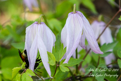 Clematis occidentalis grosseserrata