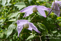 Clematis occidentalis grosseserrata