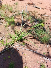Cyperus austroafricanus