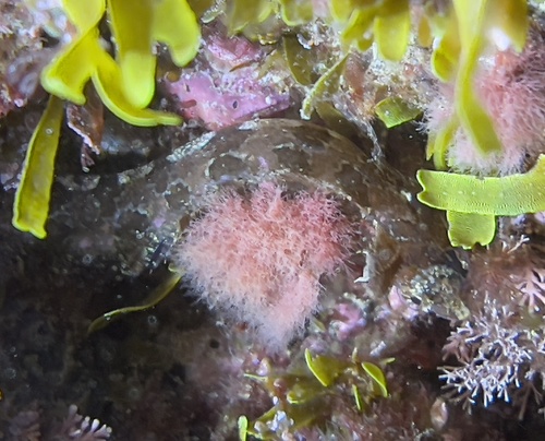 Mediterranean klipfish (Clinitrachus argentatus) — Clinidae