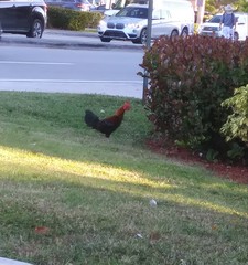 Gallus gallus domesticus