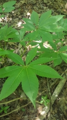 Aesculus glabra arguta