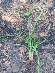 Cyperus austroafricanus
