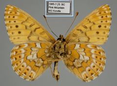 Boloria astarte