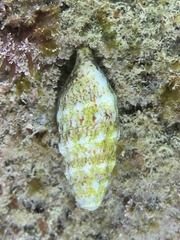 Clibanarius erythropus