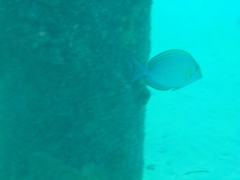 Acanthurus xanthopterus
