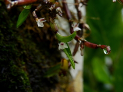 Scaphyglottis prolifera