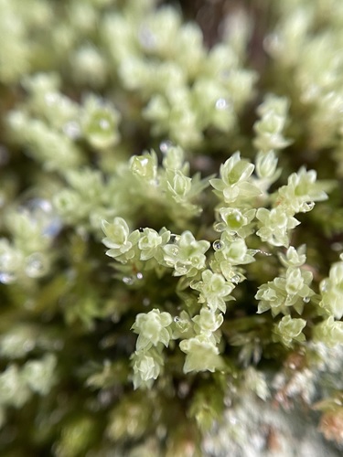 Pohlia cruda
