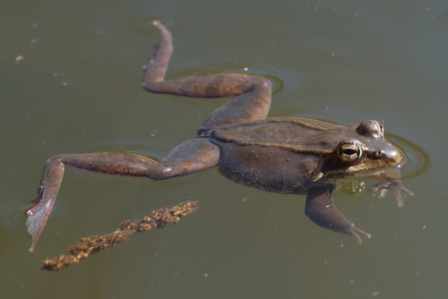 Wood Frog
