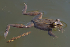 Wood Frog photo 2