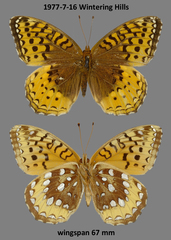 Speyeria cybele pseudocarpenteri