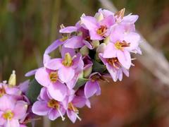 Deianira pallescens