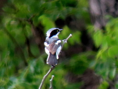 Batis molitor molitor