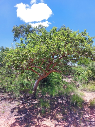 Image of Commiphora mollis by (c) Manuel R Popp, some rights reserved (CC BY)