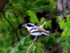 Batis molitor molitor