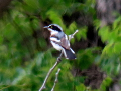 Batis molitor molitor