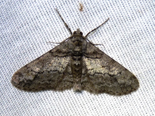 Cleora projecta