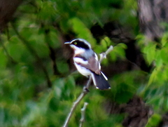 Batis molitor molitor