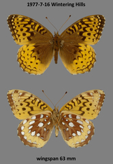 Speyeria cybele pseudocarpenteri