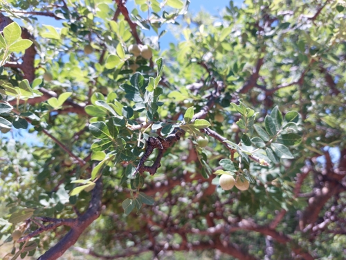 Image of Commiphora mollis by (c) Manuel R Popp, some rights reserved (CC BY)