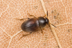 Sciodrepoides