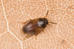 Sciodrepoides watsoni