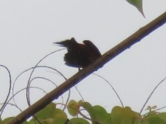 Ramphocelus melanogaster