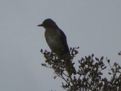 Turdus ignobilis debilis
