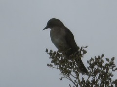 Turdus ignobilis debilis