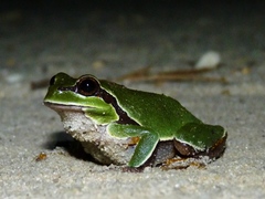 Hyla andersonii
