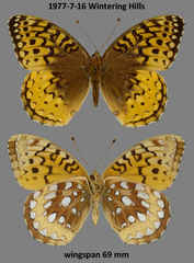 Speyeria cybele pseudocarpenteri