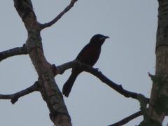Ramphocelus melanogaster