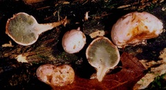 Phallogaster saccatus