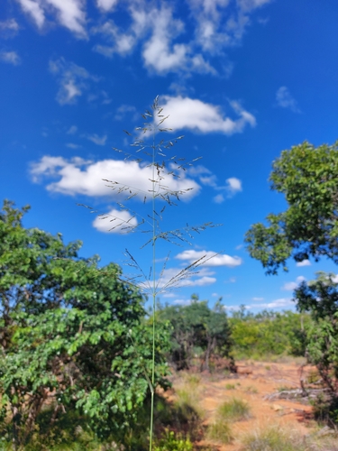 Curly Leaf (Eragrostis rigidior)