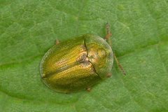 Cassida prasina