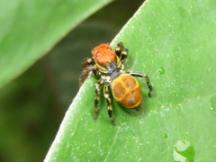 Phiale crocea