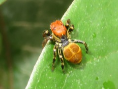 Phiale crocea