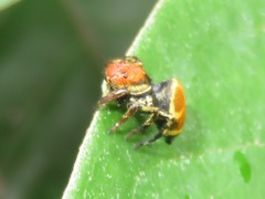 Phiale crocea