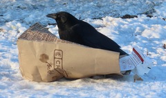 Corvus brachyrhynchos