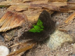 Gorgopas trochilus