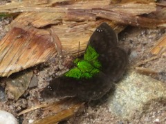Gorgopas trochilus