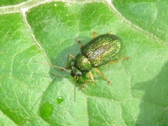Colaspis lebasi