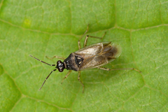 Dicyphus globulifer