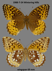 Speyeria cybele pseudocarpenteri