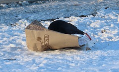 Corvus brachyrhynchos