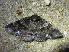 Zale submediana