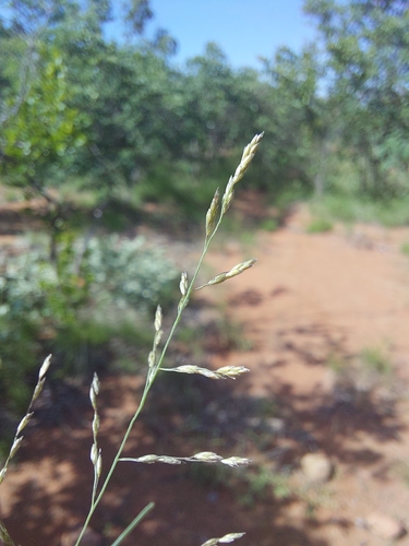 Image of Eragrostis rigidior by (c) Manuel R Popp, some rights reserved (CC BY)